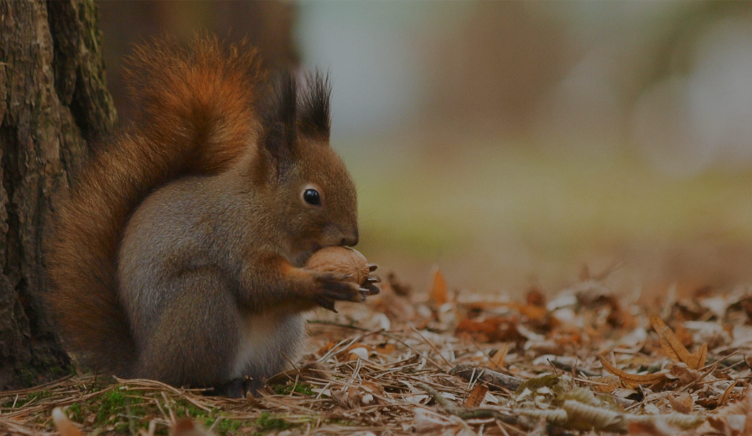 Squirrel “Save Our Nuts” Hackathon at IBIS 2022