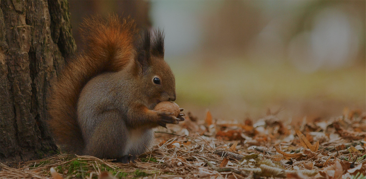squirrel hackathon
